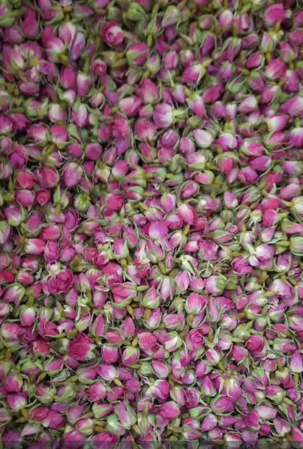 تصویر 1 از فروش عمده غنچه گل محمدی رقم داراب شیراز
