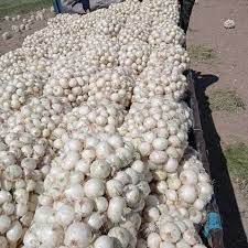 تصویر 1 از قیمت پیاز سفید کاشان + فروش عمده