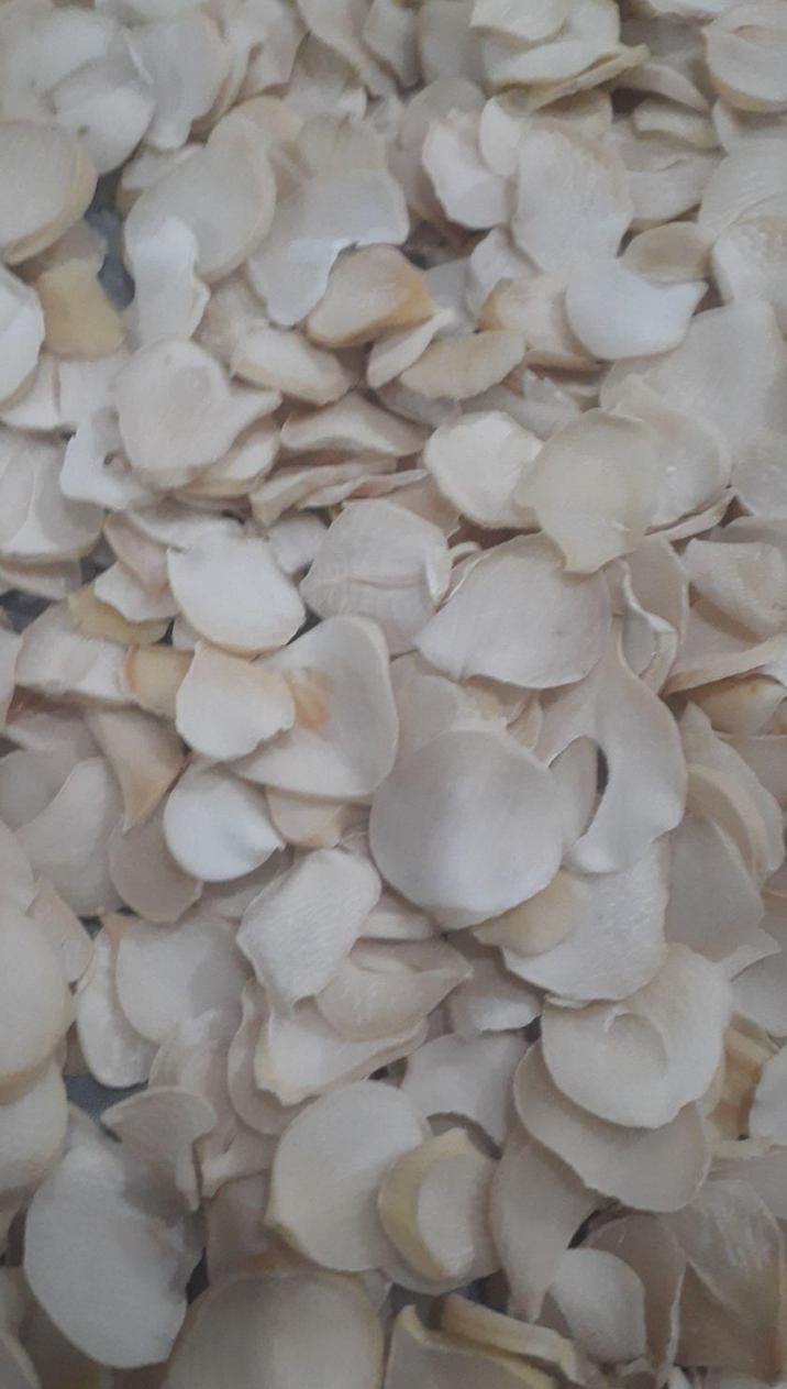 تصویر 2 از موسیر کوهی + خرید