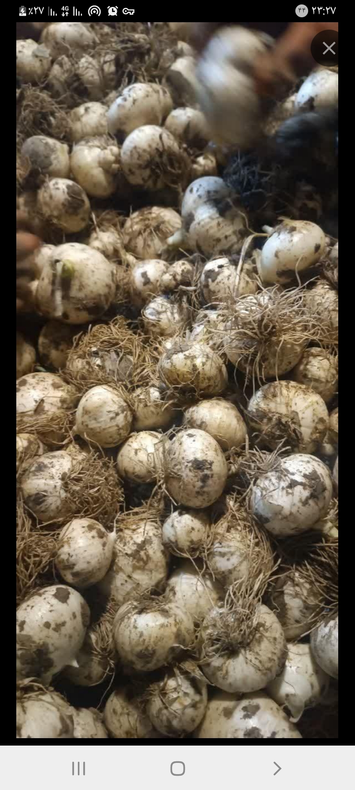 تصویر 1 از موسیر کوهی + خرید