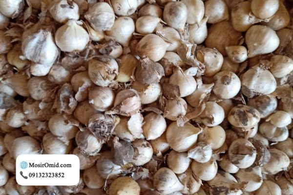 تصویر 2 از موسیر کوهی + خرید