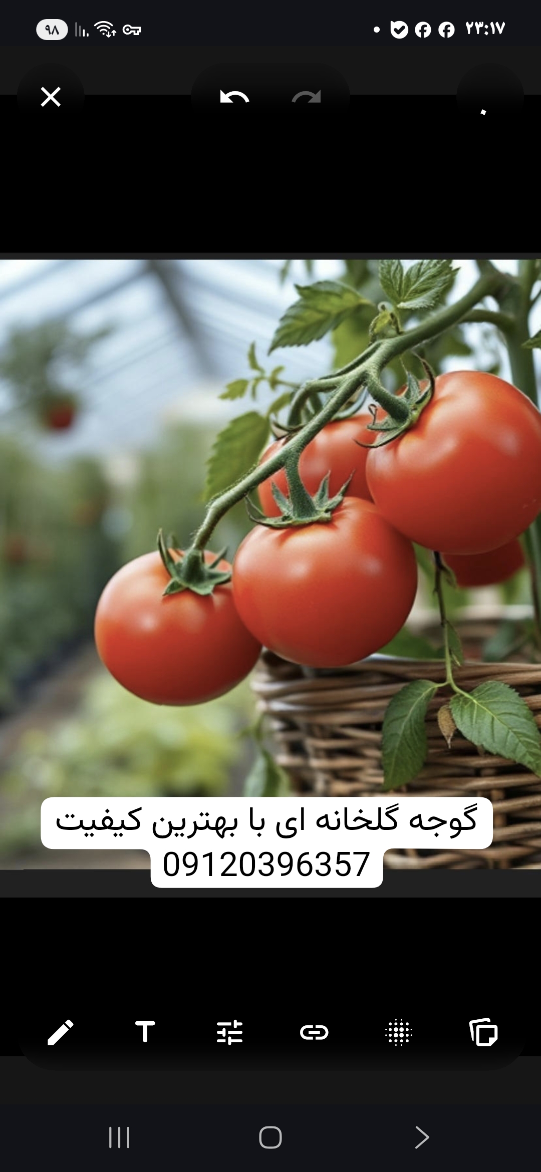 تصویر 1 از قیمت گوجه گلخانه ای قرمز ۸۱۲۰