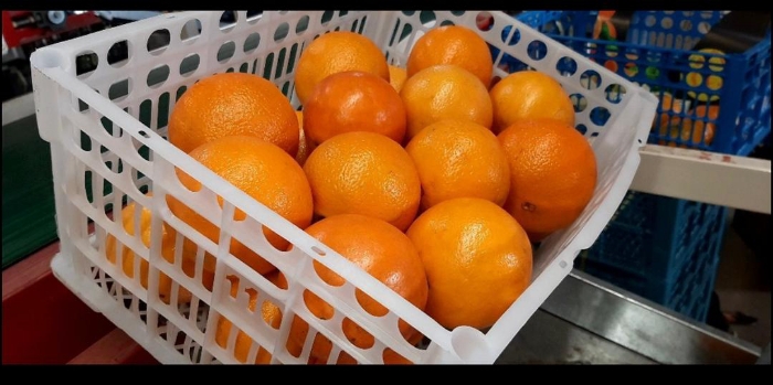 تصویر 4 از فروش ویژه پرتقال والنسیا به صورت عمده