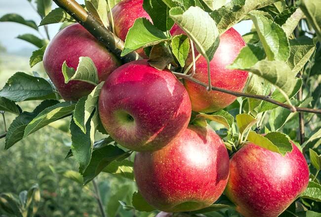تصویر 4 از قیمت سیب گلاب ارومیه + با کیفیت بی نظیر و فروش عمده