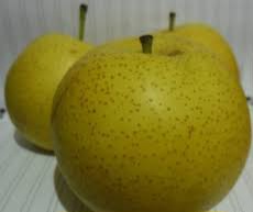 تصویر 1 از خرید باور نکردنی نهال گلابی سیبری