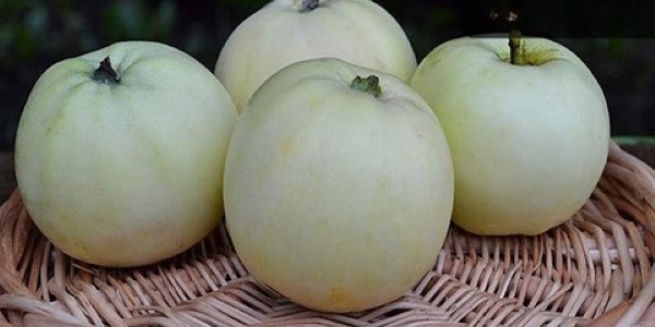 تصویر 2 از قیمت سیب سفید صادراتی سمیرم + کیفیت اعلا و فروش عمده
