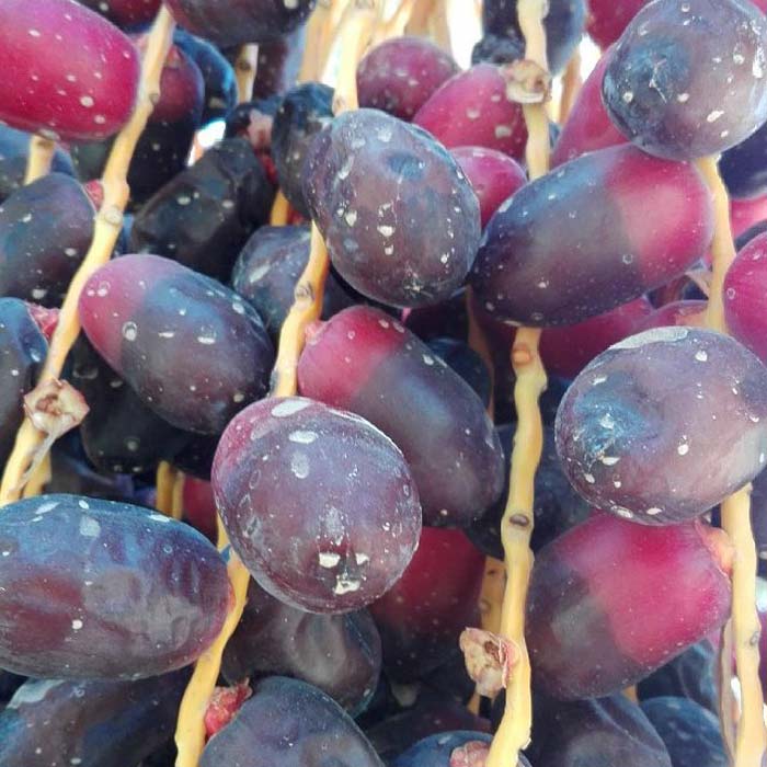 خرید خرمای مضافتی نخلستان‌ های بم + قیمت