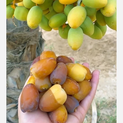 تصویر 3 از قیمت خرید رطب کبکاب کیفیت عالی قیمت به‌ صرفه و اقتصادی