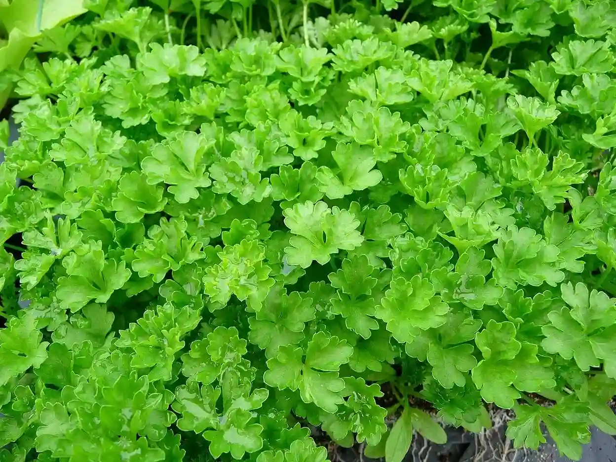 تصویر 1 از قیمت خرید عمده جعفری خشک صادراتی کازرون