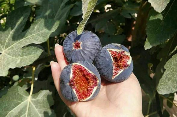 تصویر 1 از فروش انجیر سیاه + قیمت خرید به صرفه