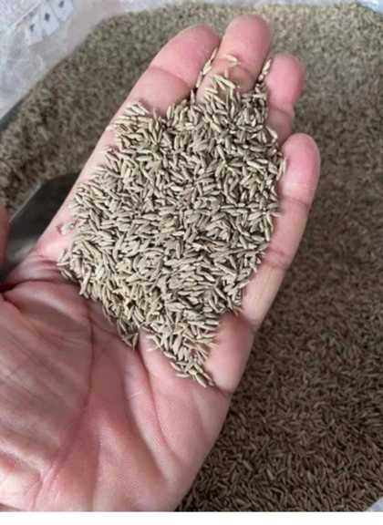 تصویر 2 از زیره افغانی خوش‌ طعم مخصوص دمنوش + خرید