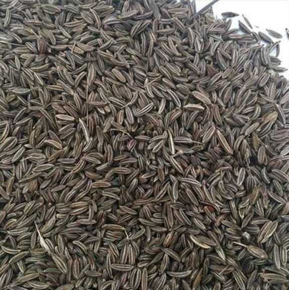 تصویر 3 از زیره افغانی خوش‌ طعم مخصوص دمنوش + خرید