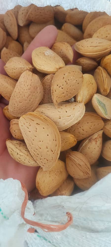 تصویر 5 از قیمت بادام سنگی با کیفیت × خرید عمده