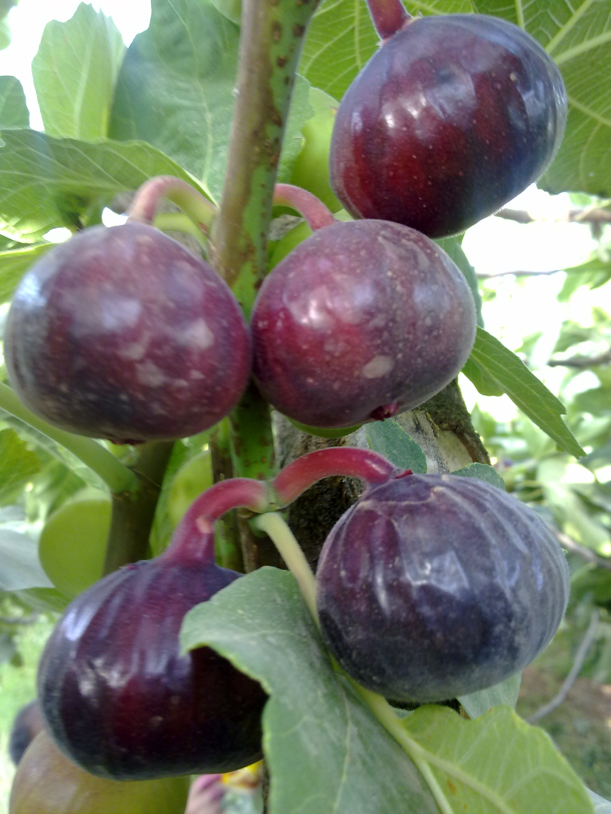 تصویر 1 از انجیر سیاه استثنایی