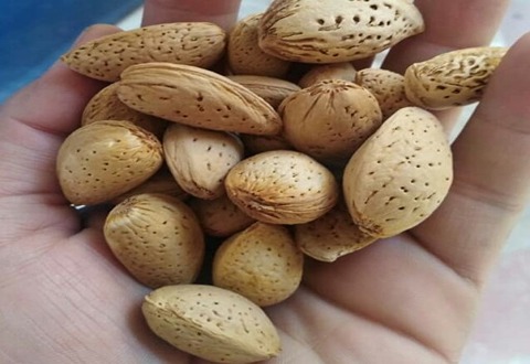 بادام سنگی فارس