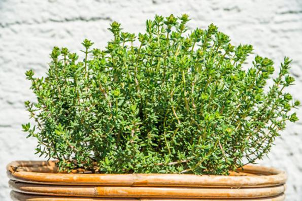 تصویر 3 از فروش عمده آویشن باغی برگ + ارسال سریع