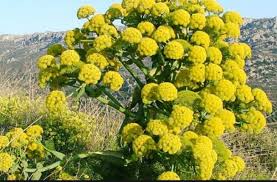 تصویر 2 از خرید آنغوزه ایرانی صادراتی
