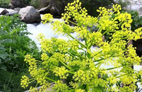 تصویر 2 از فروش عمده آنغوزه صادراتی