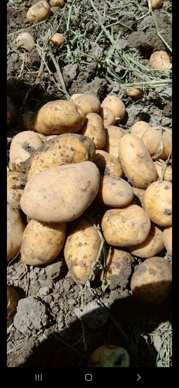 سیب‌ زمینی درجه یک
