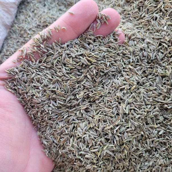 زیره سبز طلایی رنگ خوشبو مطبوع خوراکی و دارویی