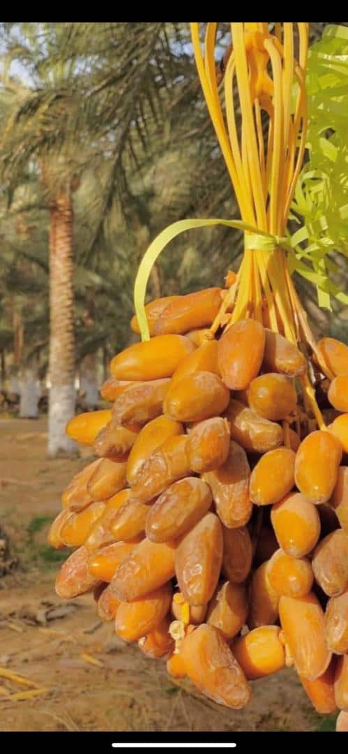 تصویر 1 از قیمت و خرید خرما دگلت نور + ارزان