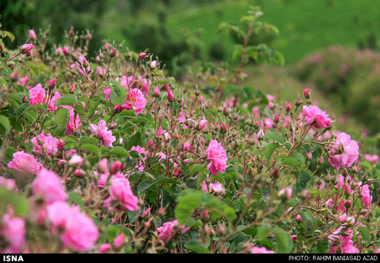 تصویر 2 از غنچه گل محمدی کرمان + قیمت