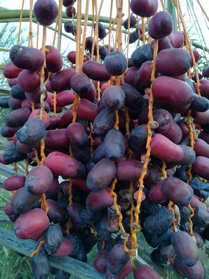 تصویر 1 از خرمای مضافتی اصل منوجان + صادراتی و ارزان ویژه