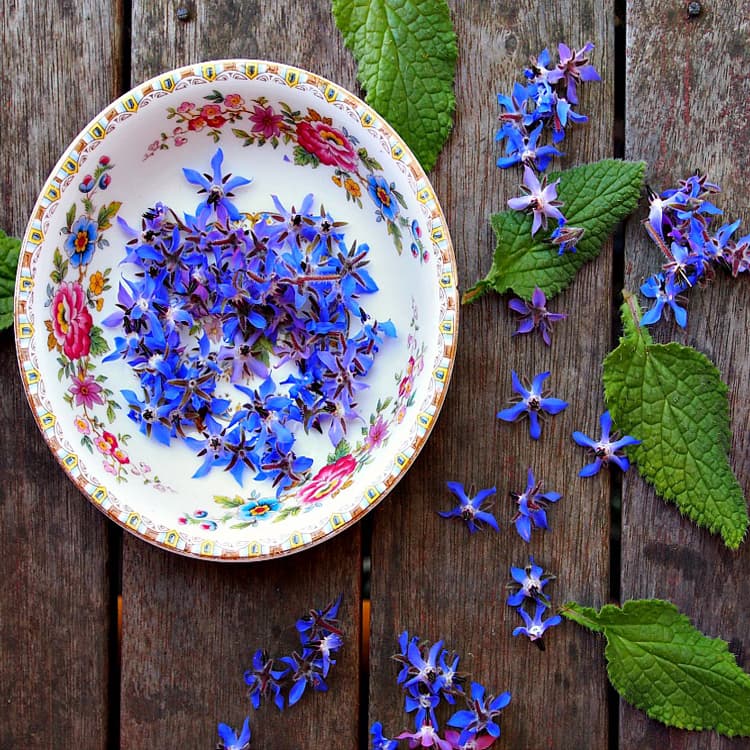 تصویر 3 از خرید و فروش عمده گل گاو زبان ایرانی با کیفیت درجه‌ یک