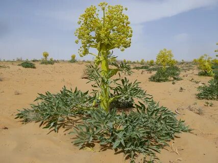 تصویر 3 از فروش صمغ آنغوزه شیرین کاشمر
