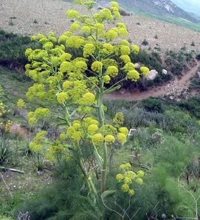 تصویر 4 از فروش صمغ آنغوزه شیرین کاشمر