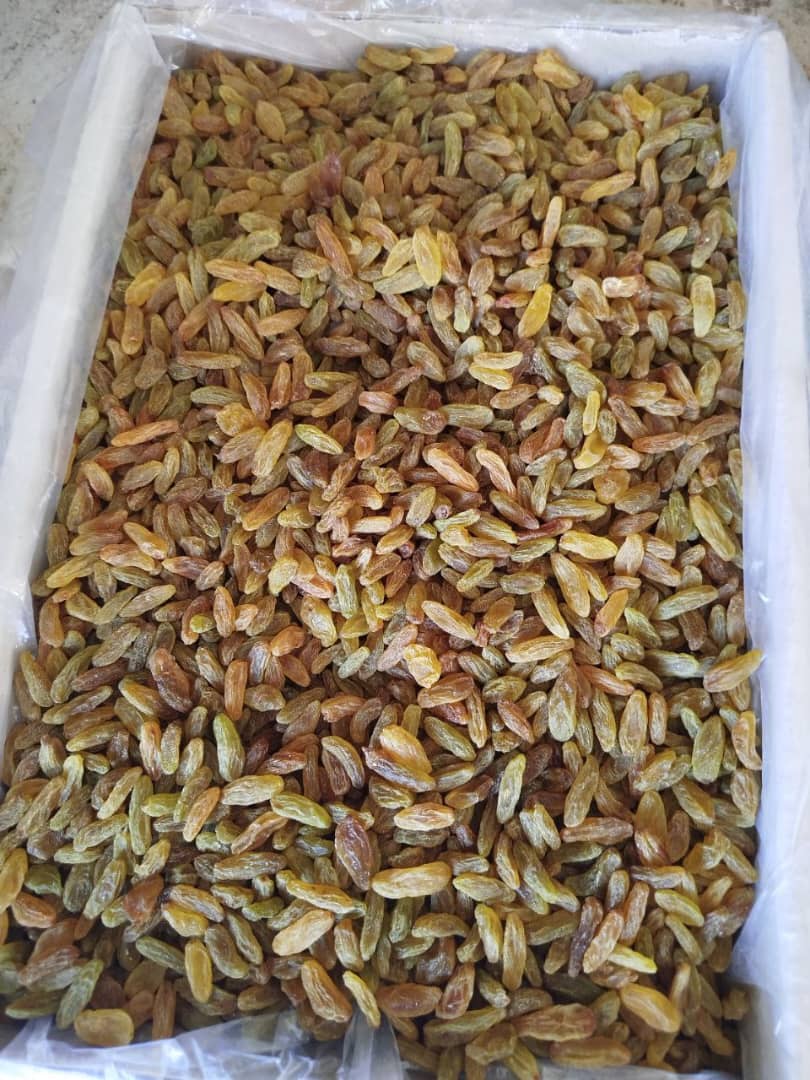 تصویر 1 از کشمش مرغوب کاشمر + فروش عمده