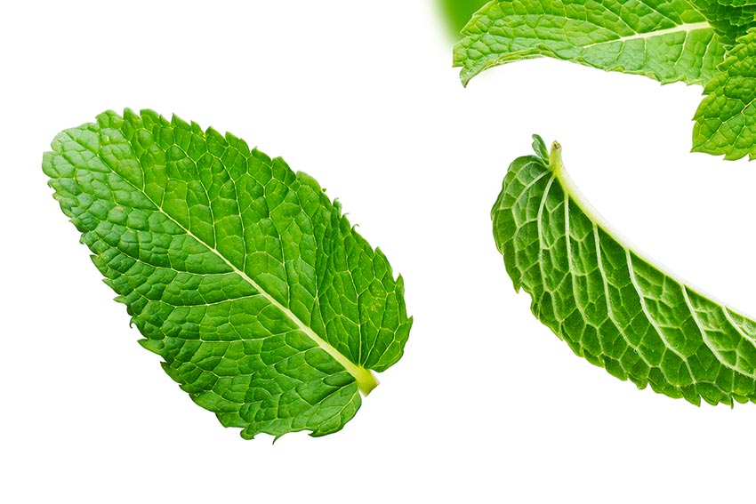 تصویر 1 از نعنا برگ عمده کازرون + خرید باور نکردنی