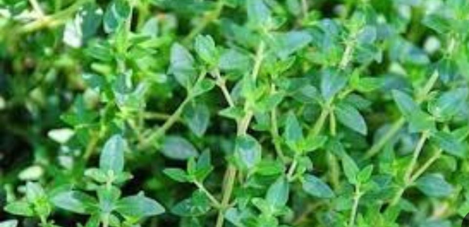 تصویر 1 از آویشن کوهی زاگرس