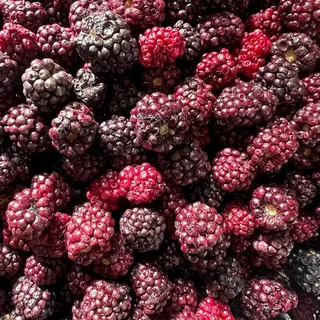 تصویر 5 از شاتوت فریزدرایر، میوه‌ای خاص با خواص بی‌نظیر