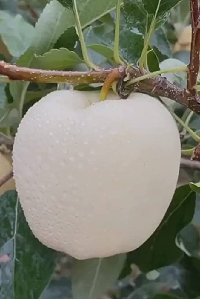 تصویر 3 از فروش سیب گالا سفید صادراتی + فروش عمده و شرایط ویژه