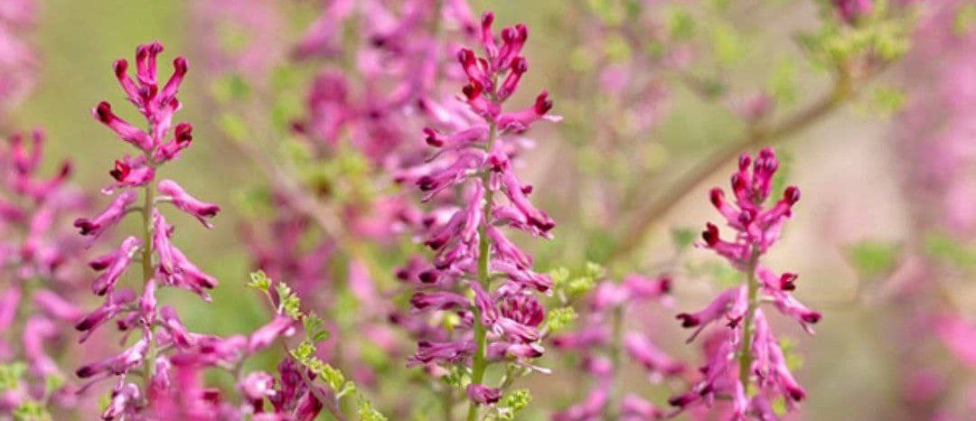 تصویر 4 از گیاه شاه تره اعلا صادراتی