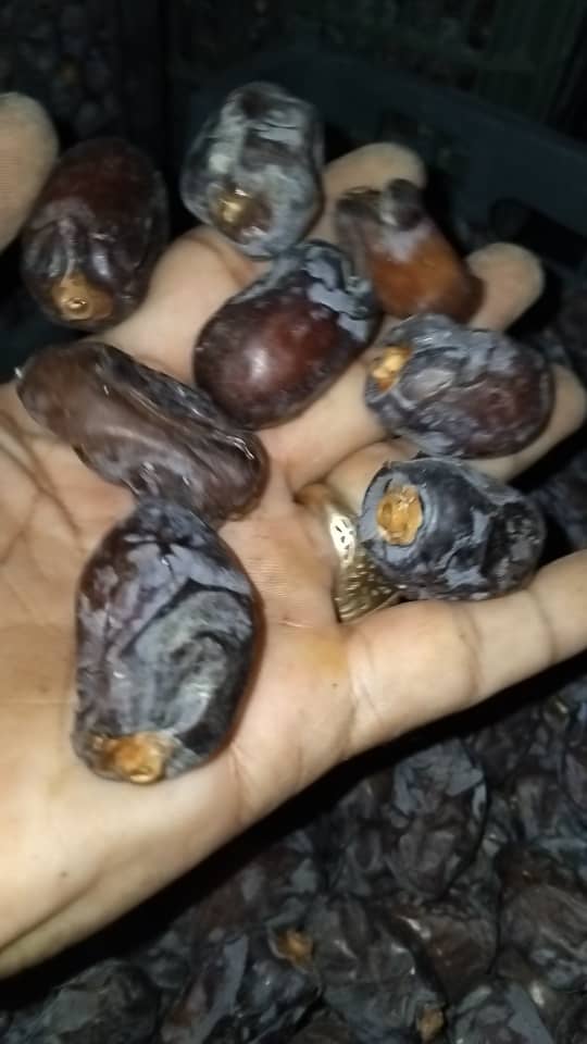 تصویر 4 از خرید عمده خرما کلوته