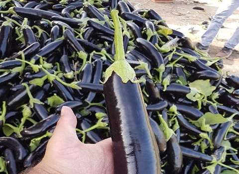 تصویر 1 از قیمت بادمجان ارگانیک + خرید