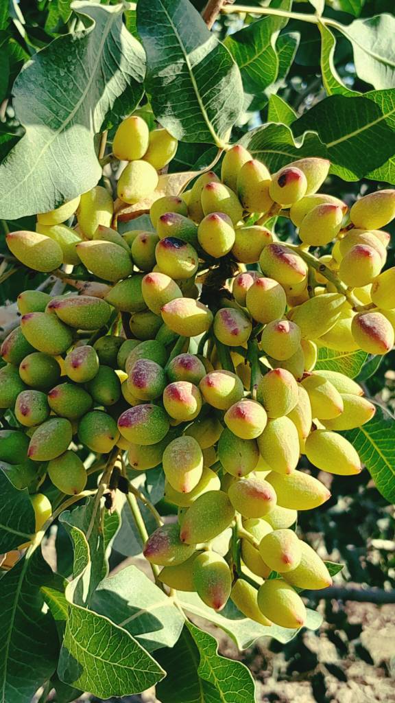 تصویر 2 از قیمت خرید و فروش پسته اکبری با شرایط عالی