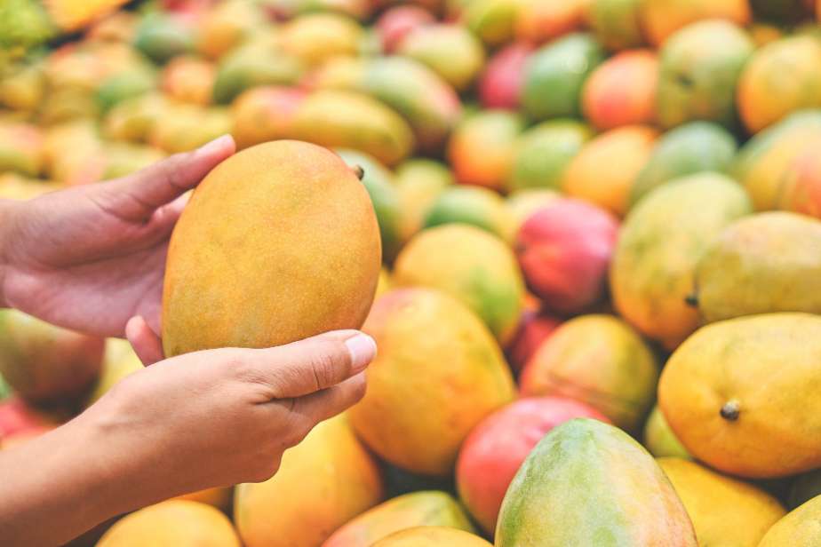 تصویر 1 از فروش عمده انبه بلوچستان + کیفیت صادراتی بسته بندی کارتنی