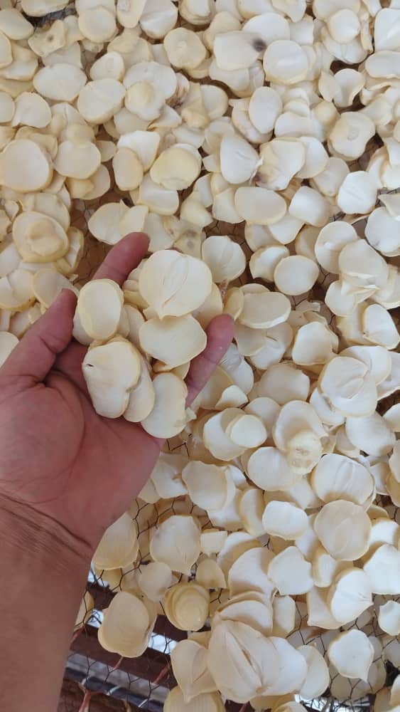 تصویر 3 از قیمت استثنایی اسلایس موسیر اصفهان