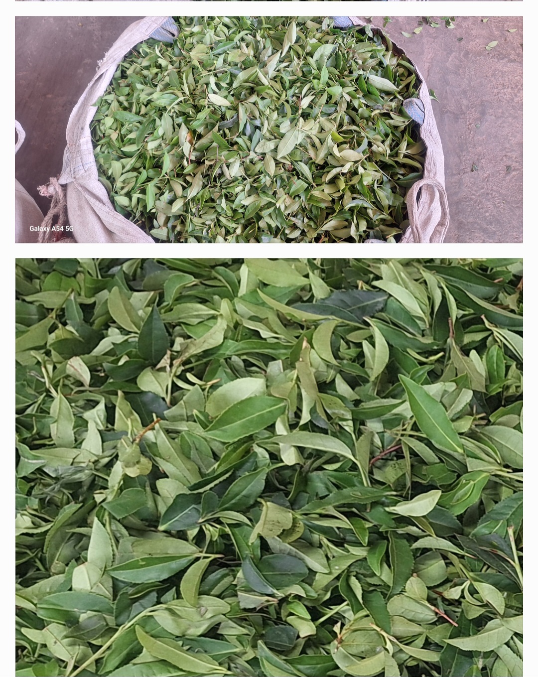 تصویر 2 از فروش عمده چای سبز شمال