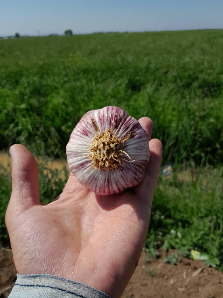 تصویر 3 از سیر قرمز درجه یک خرید