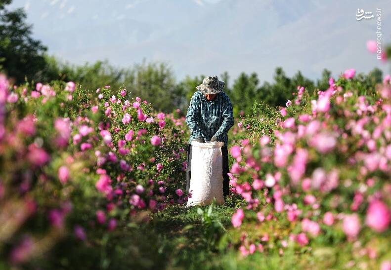 تصویر 1 از غنچه گل محمدی بهداشتی و عطری | مناسب دمنوش و عطرسازی