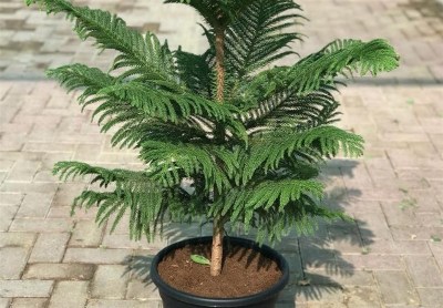 تصویر 2 از مشخصات گل آپارتمانی کاج مطبق + قیمت فروش عمده
