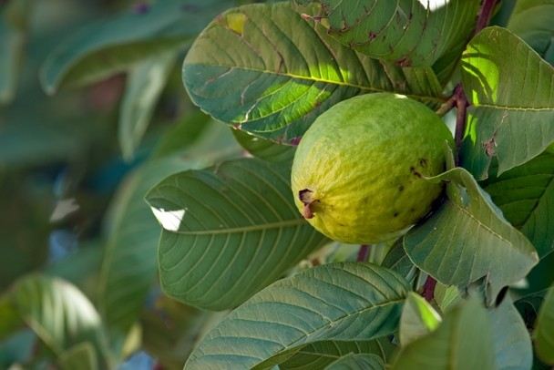 تصویر 1 از فروش نهال زیتون پاکستانی + نهال گواوا گلابی