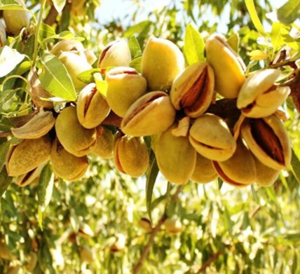 تصویر 1 از خرید باور نکردنی نهال بادام مامایی درجه یک