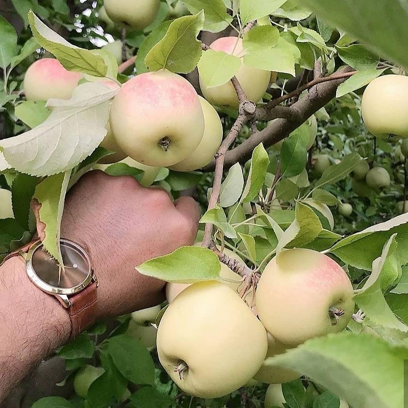 تصویر 1 از خرید و فروش عمده نهال سیب گلاب پائیزه