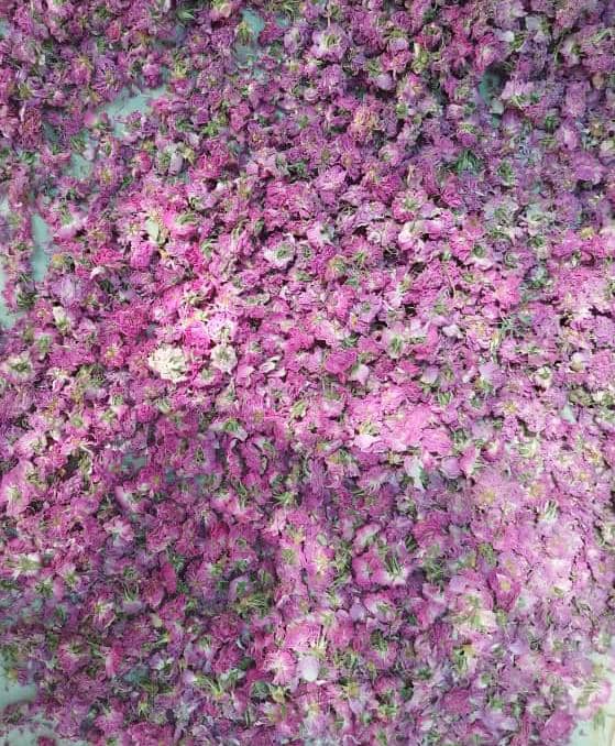 قیمت مناسب گل محمدی باز خشک دارویی + فروش عمده