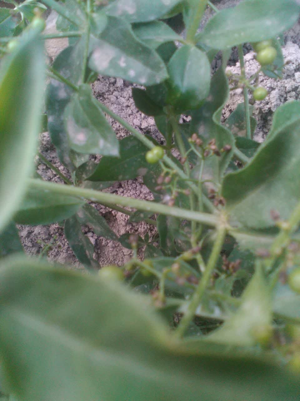 تصویر 1 از ریشه روناس مرغوب